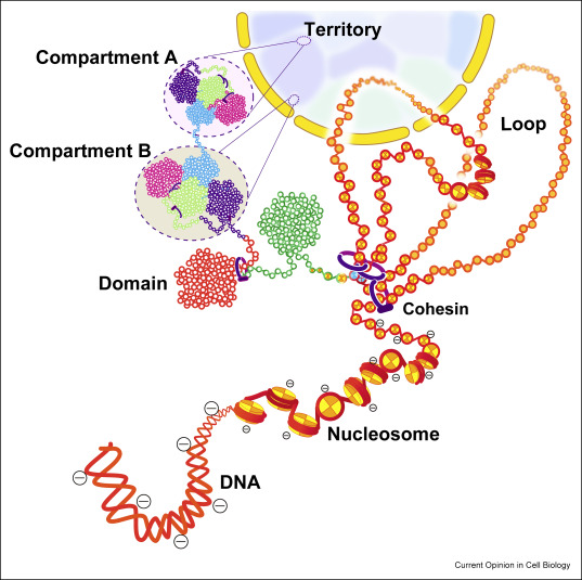 Fluid-like chromatin: Toward understanding the real chromatin organization present in the cell