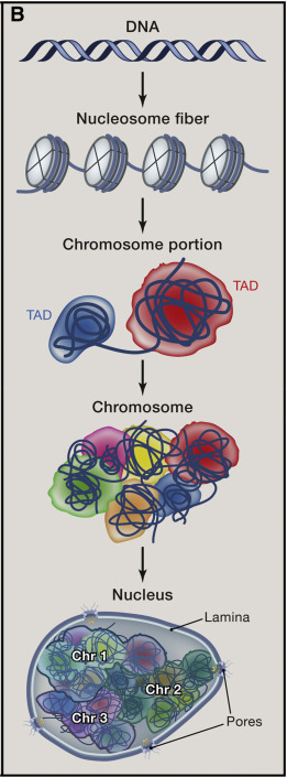 Chromosome